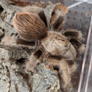 aphonopelma chalcodes